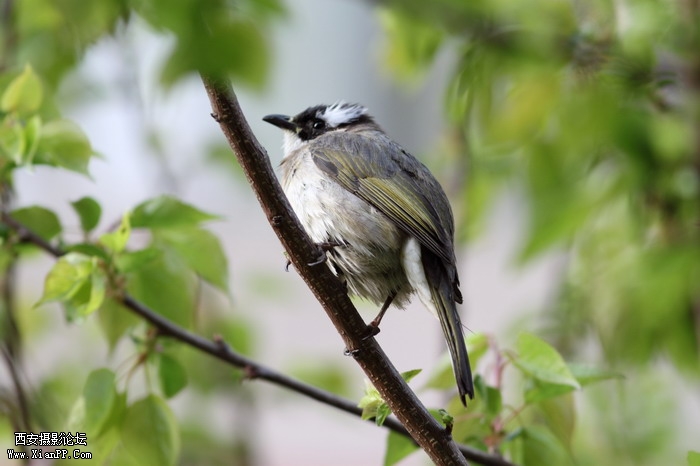 20110407 300mm试镜0022_调整大小.JPG