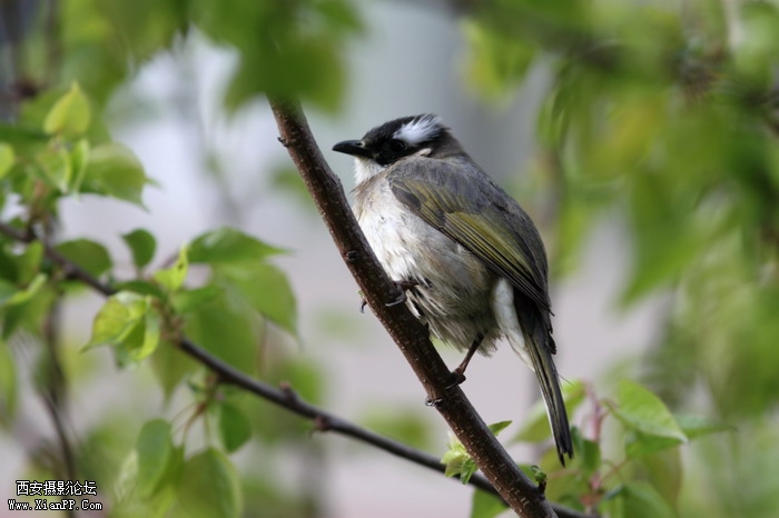 20110407 300mm试镜0023_调整大小.JPG