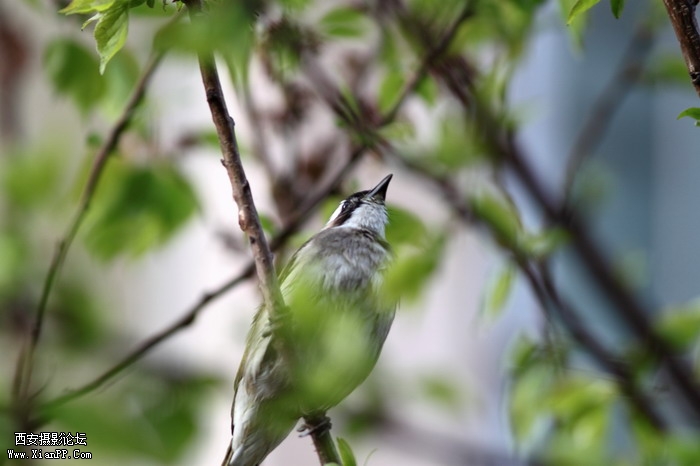 20110407 300mm试镜0024_调整大小.JPG