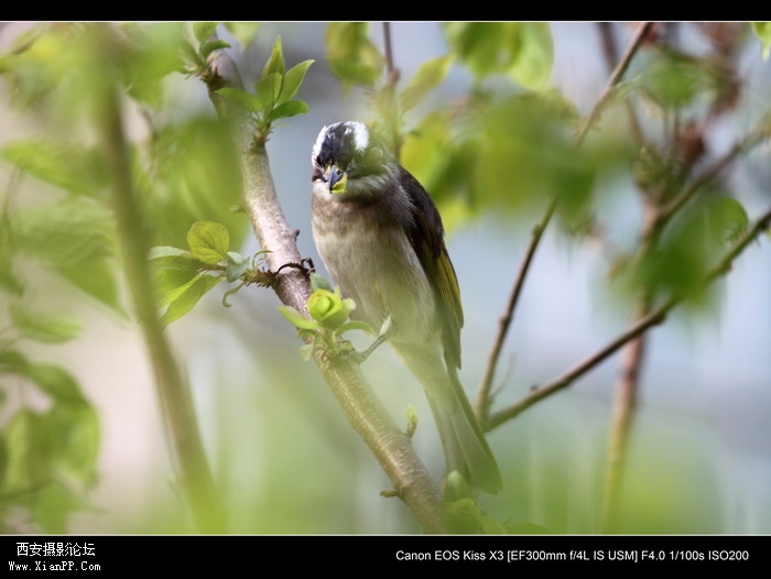 20110407 300mm试镜0026_调整大小.JPG