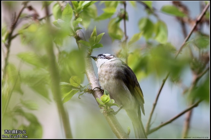 20110407 300mm试镜0027_调整大小.JPG