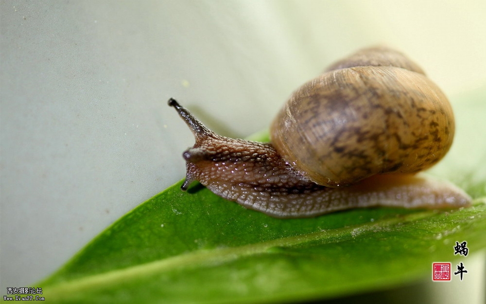 蜗牛2.JPG