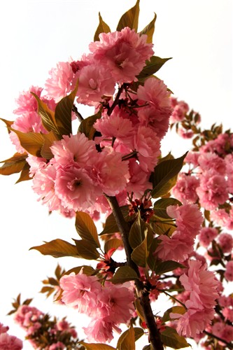 IMG_3126_副本.jpg