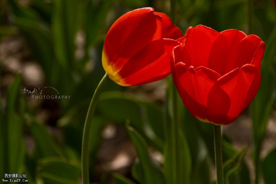 IMG_0833r (900x600).jpg