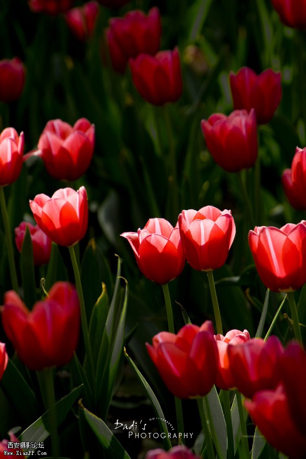 IMG_0910r (600x900).jpg