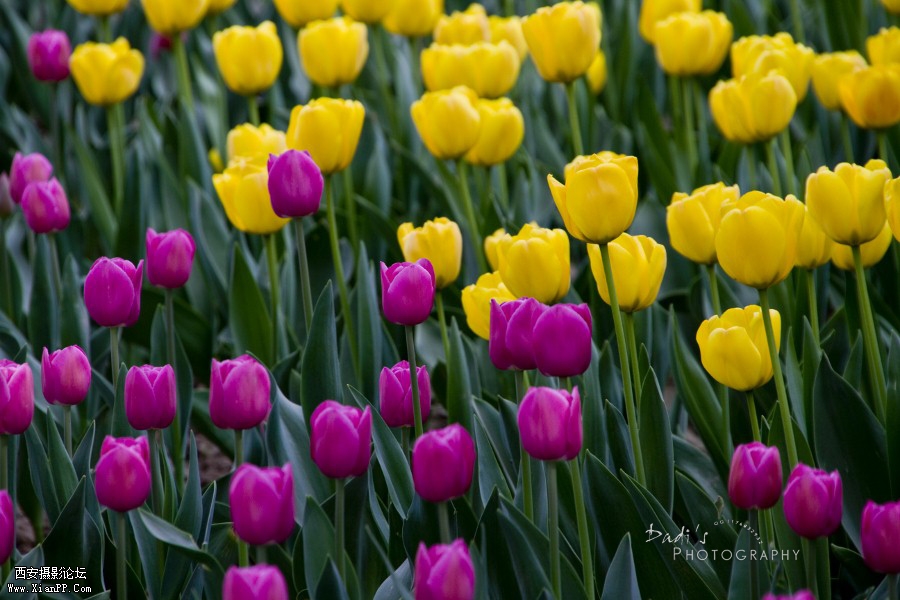 IMG_1057r (900x600).jpg