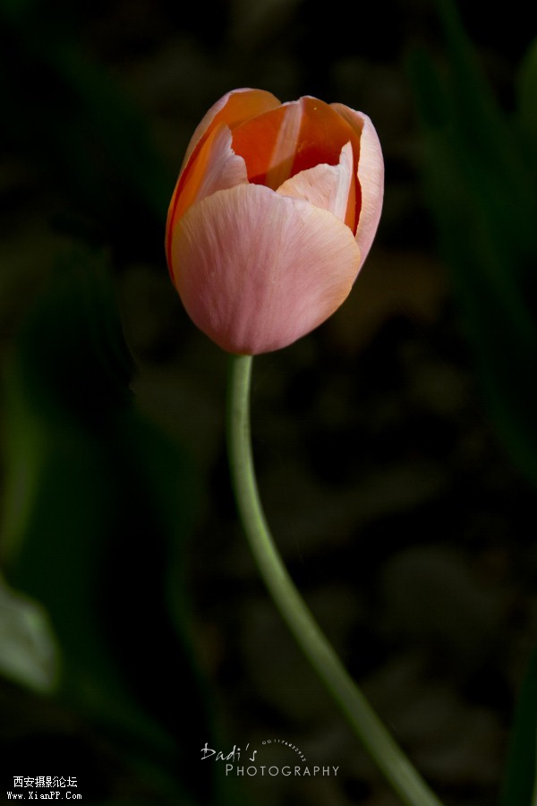 IMG_1074r (600x900).jpg