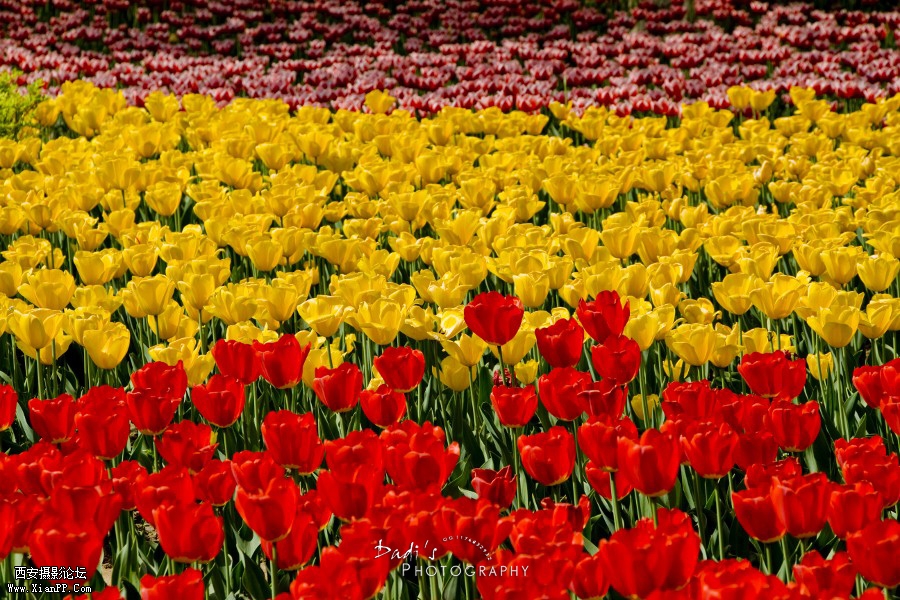 IMG_1086r (900x600).jpg