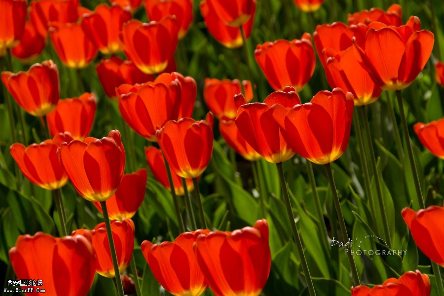 IMG_1102r (900x600).jpg