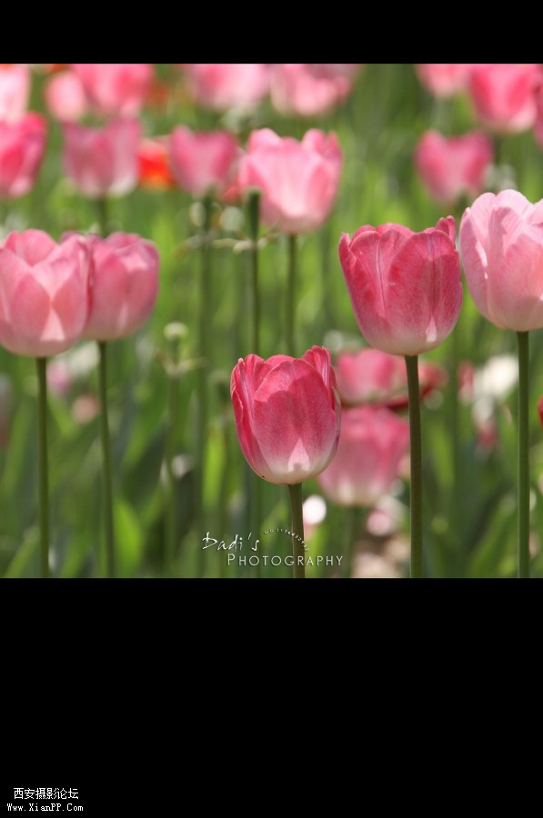 IMG_1120rp (597x900).jpg