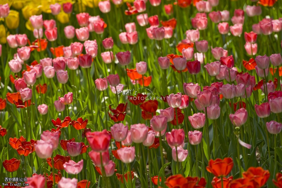 IMG_1131r (900x600).jpg