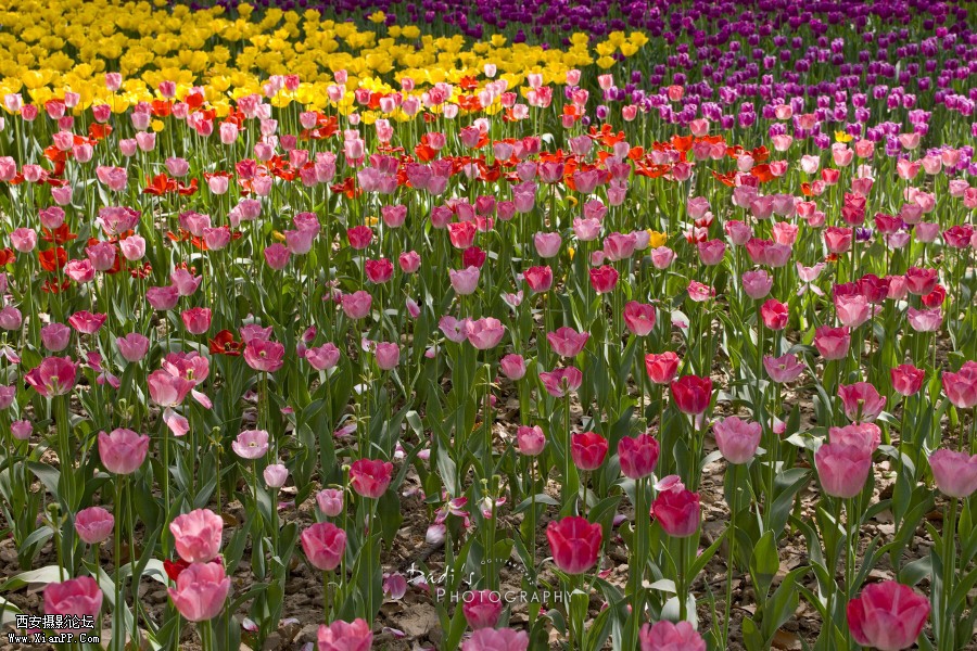 IMG_1144r (900x600).jpg