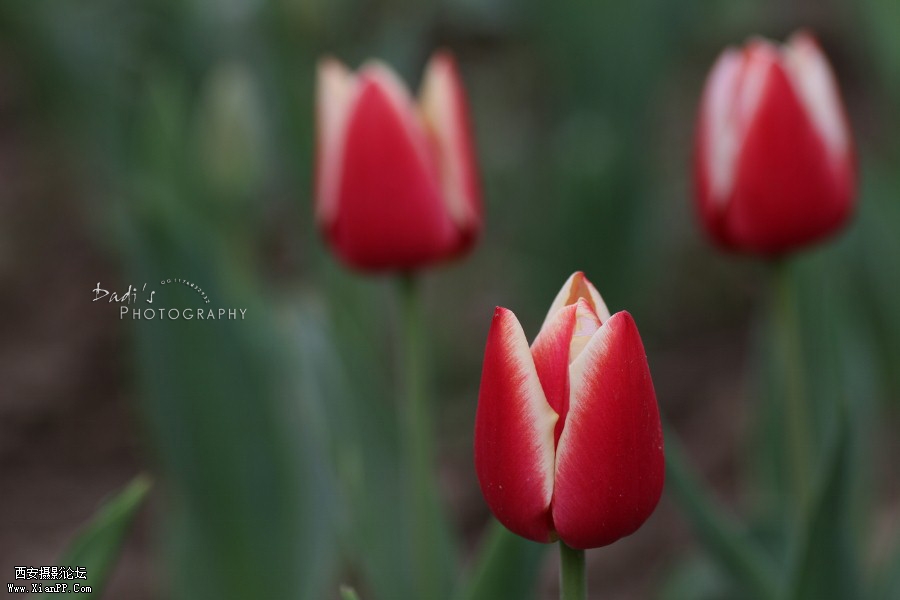 IMG_9897 (900x600).jpg