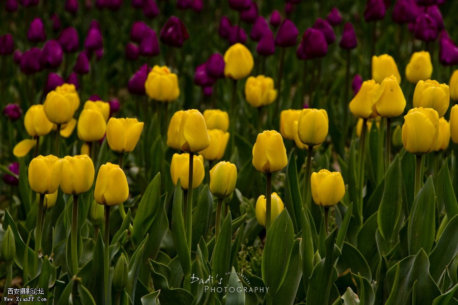 IMG_9975r (900x600).jpg