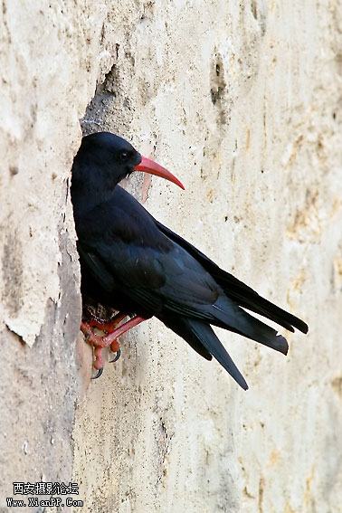 Chough-01.jpg