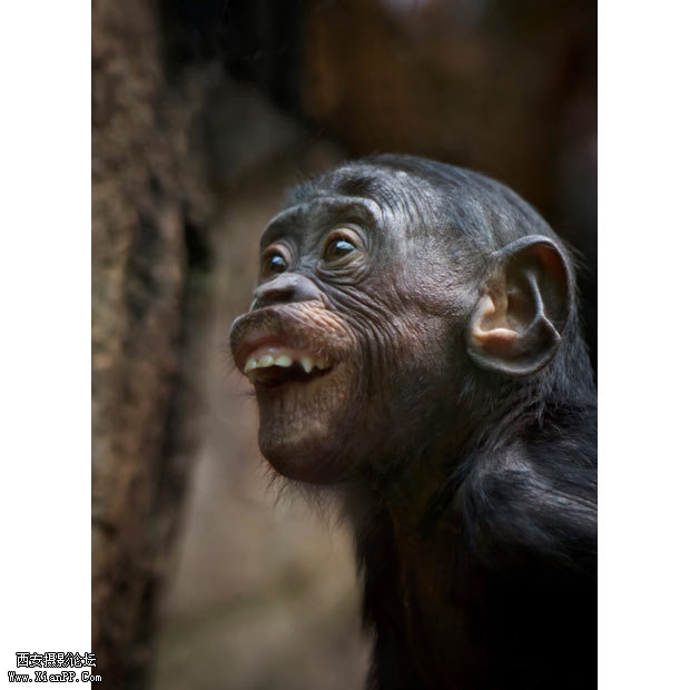 一只呲牙咧齿的倭黑猩猩。