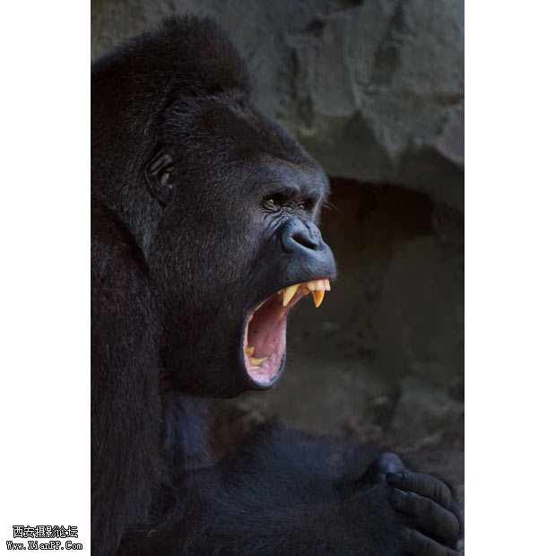 一只怒吼的大猩猩。