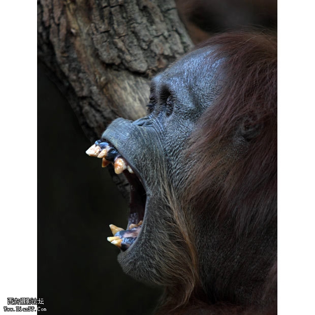 一只猩猩正在打哈欠。