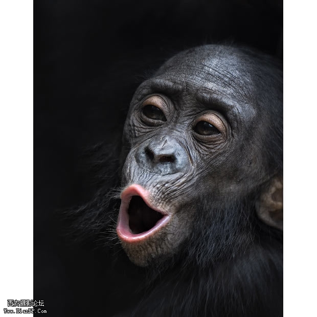 一个倭黑猩猩正在呼唤自己的朋友。