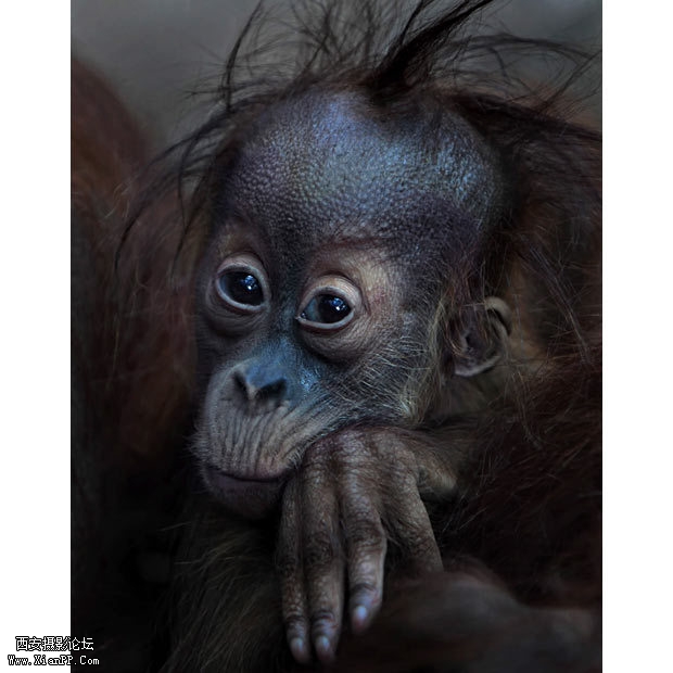 一只毛发稀疏的猩猩宝宝。