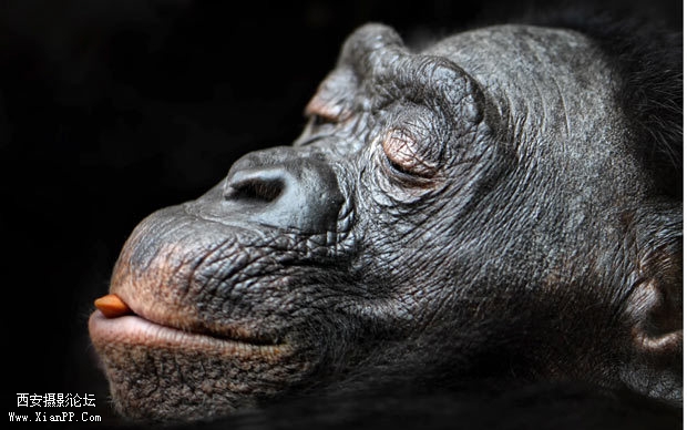 一只倭黑猩猩正在吃坚果。