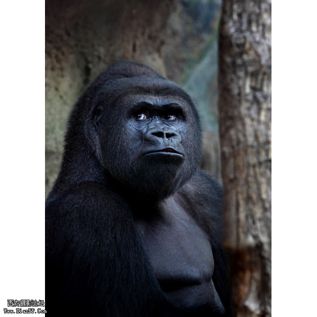 一只大猩猩满脸困惑的表情。