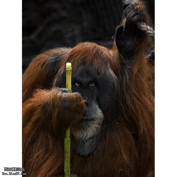 一只猩猩手中拿着一支竹拐杖。