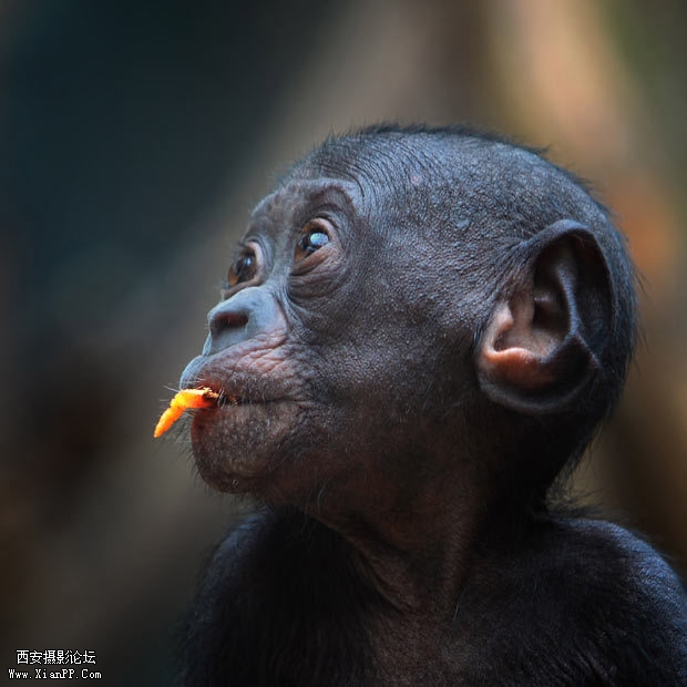 一只倭黑猩猩宝宝正准备吐桔子皮。