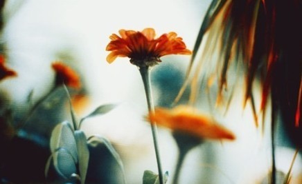 p_large_aIEX_5bd300003b0f5c70.jpg