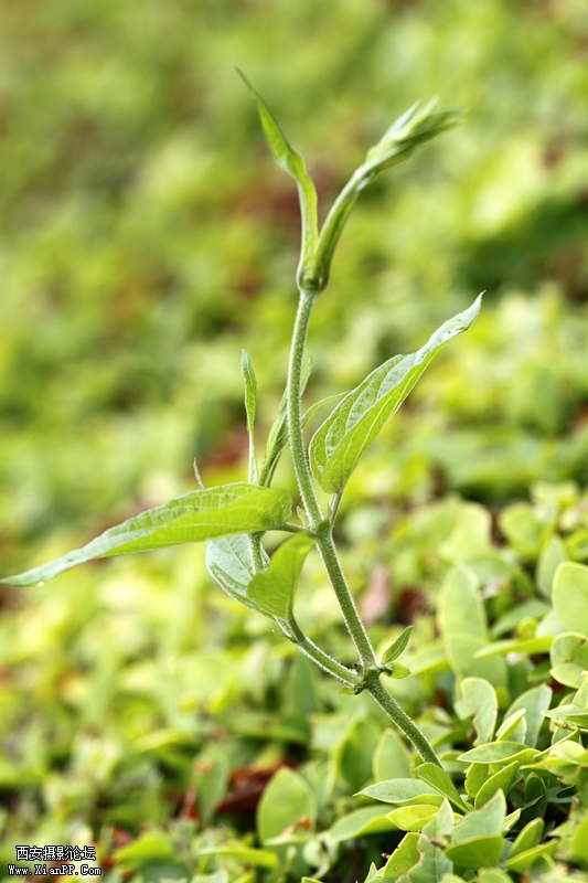 20110510历史博物馆1242_副本.jpg