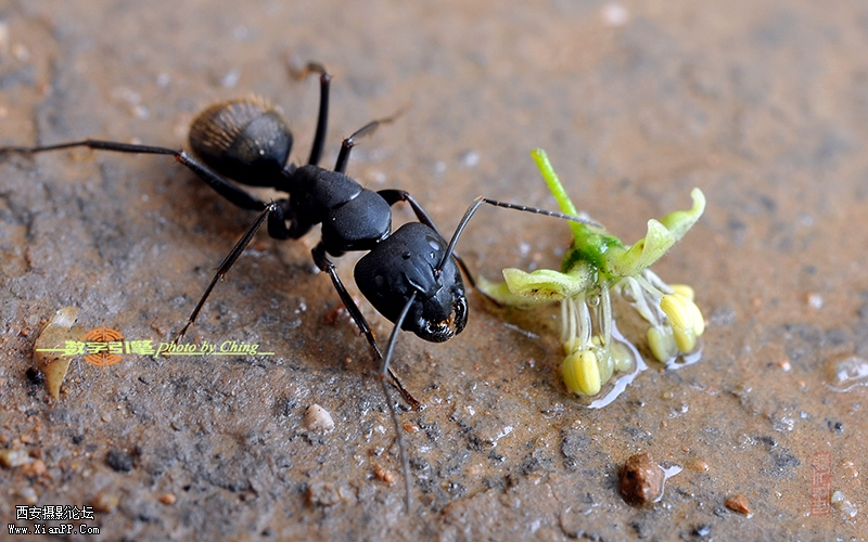 不知名的野花 (3).jpg