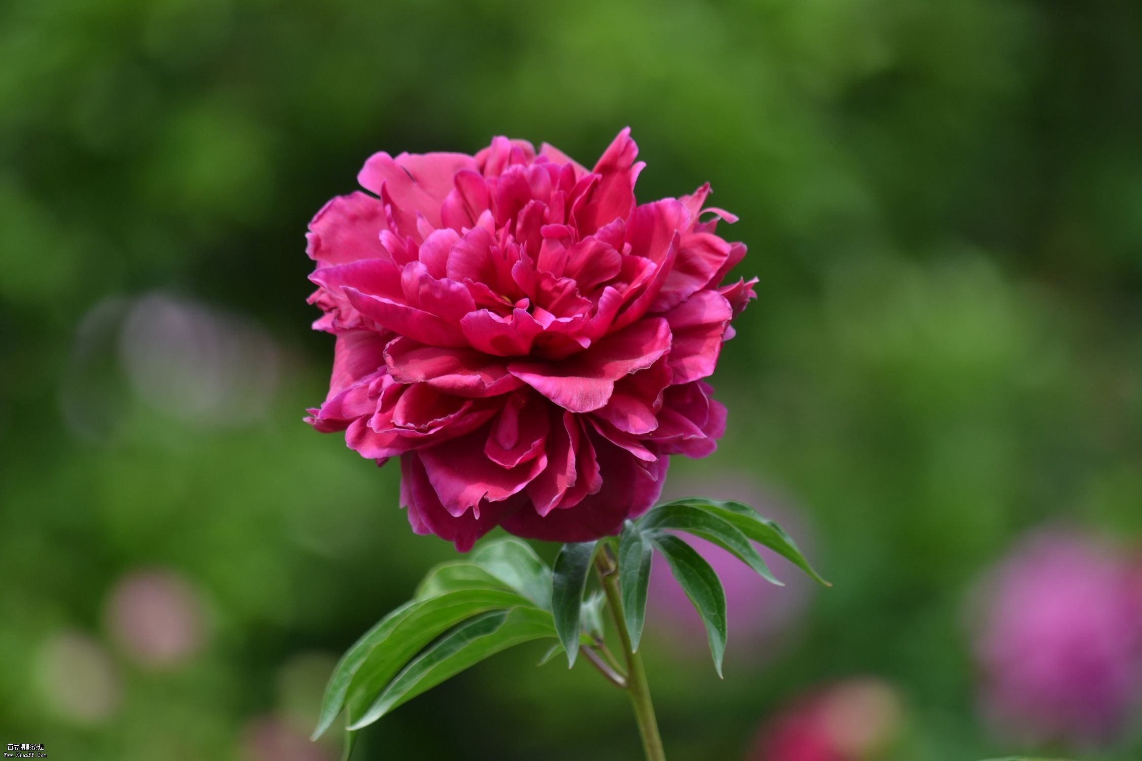 DSC_0106.jpg