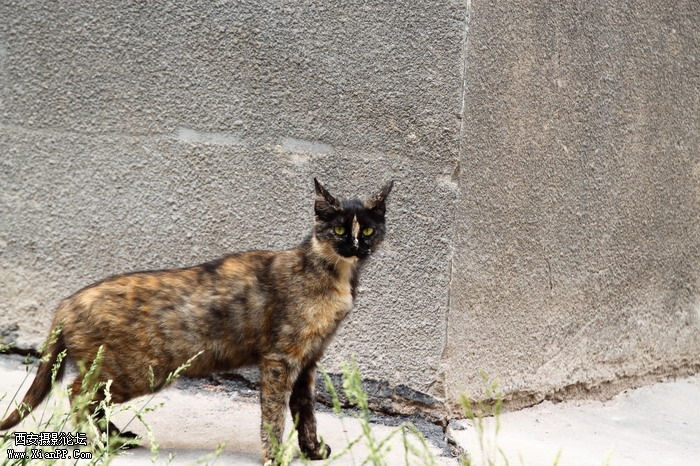 20110528一个人和一群猫1462_调整大小.JPG