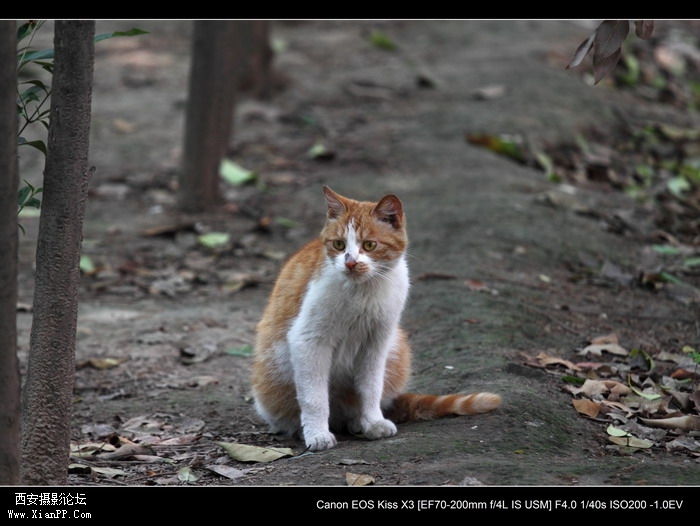 20110528一个人和一群猫1472_调整大小.JPG