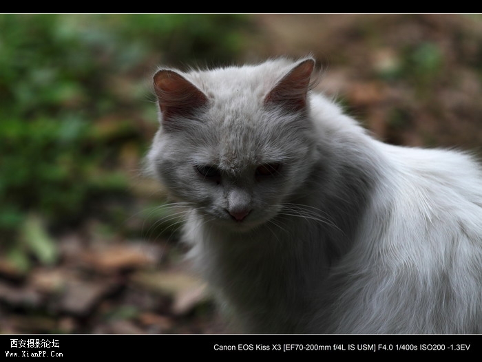 20110528一个人和一群猫1475_调整大小.JPG