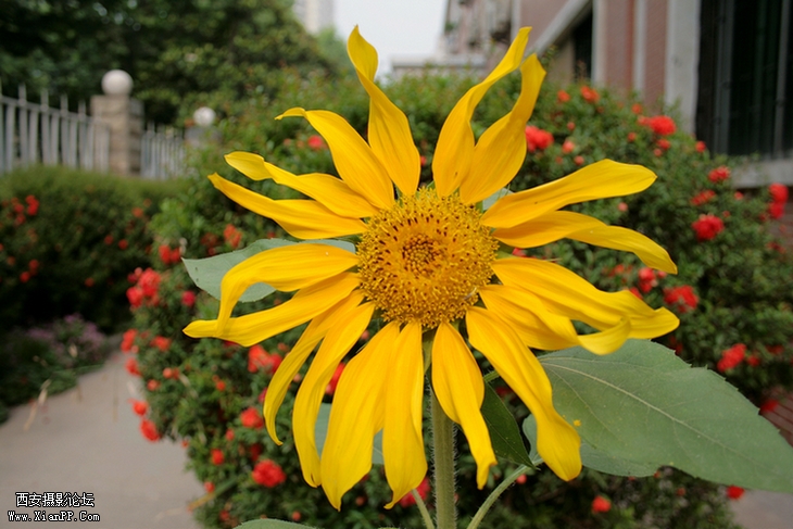 楼下的向日葵，少叶子的品种