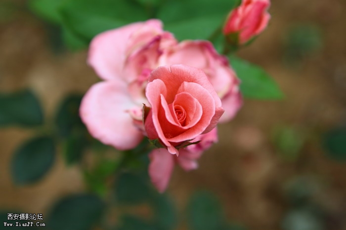 20110617 17-50vc2165_调整大小.JPG