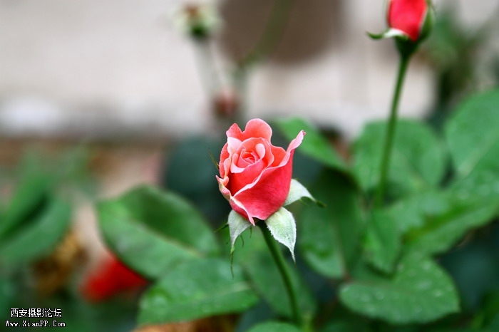 20110617 17-50vc2169_调整大小.JPG