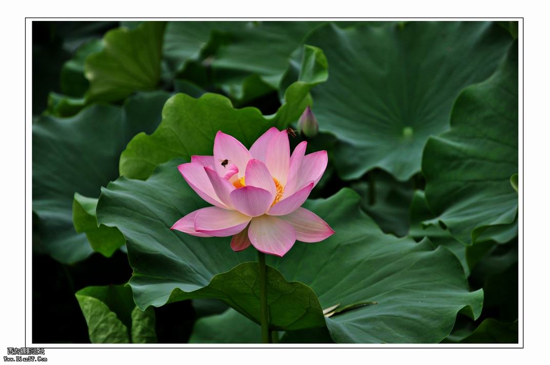 调整大小 DSC_3122副本.jpg