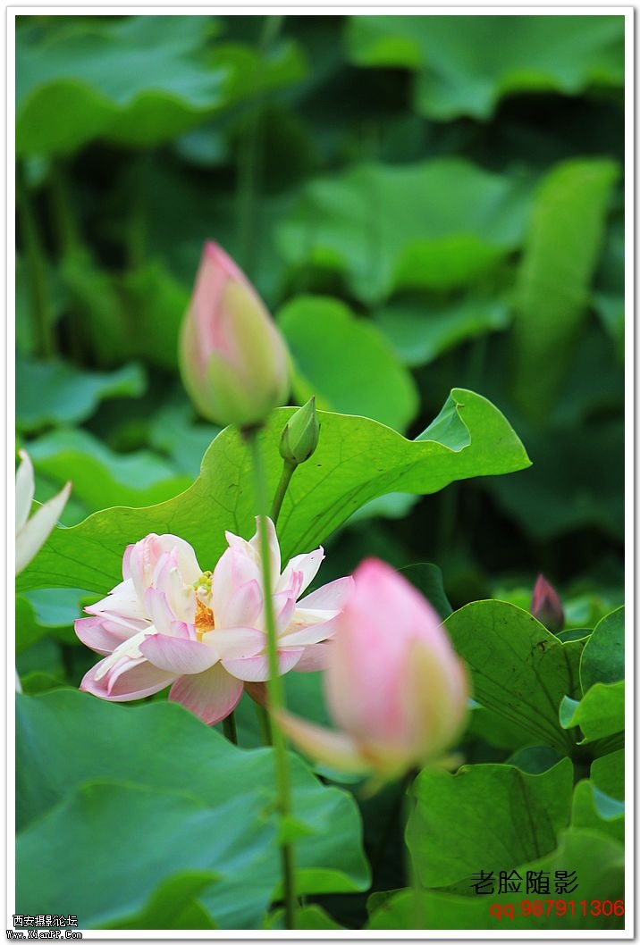 nEO_IMG_车展---车模---南湖荷花 366.jpg