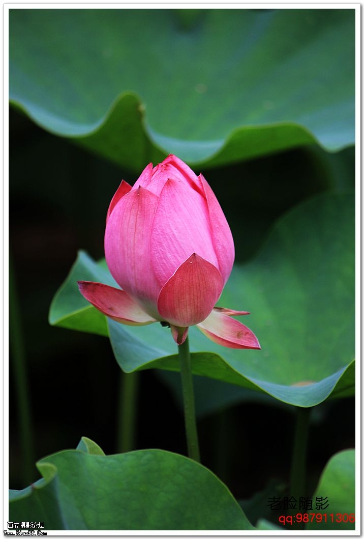 nEO_IMG_车展---车模---南湖荷花 365.jpg