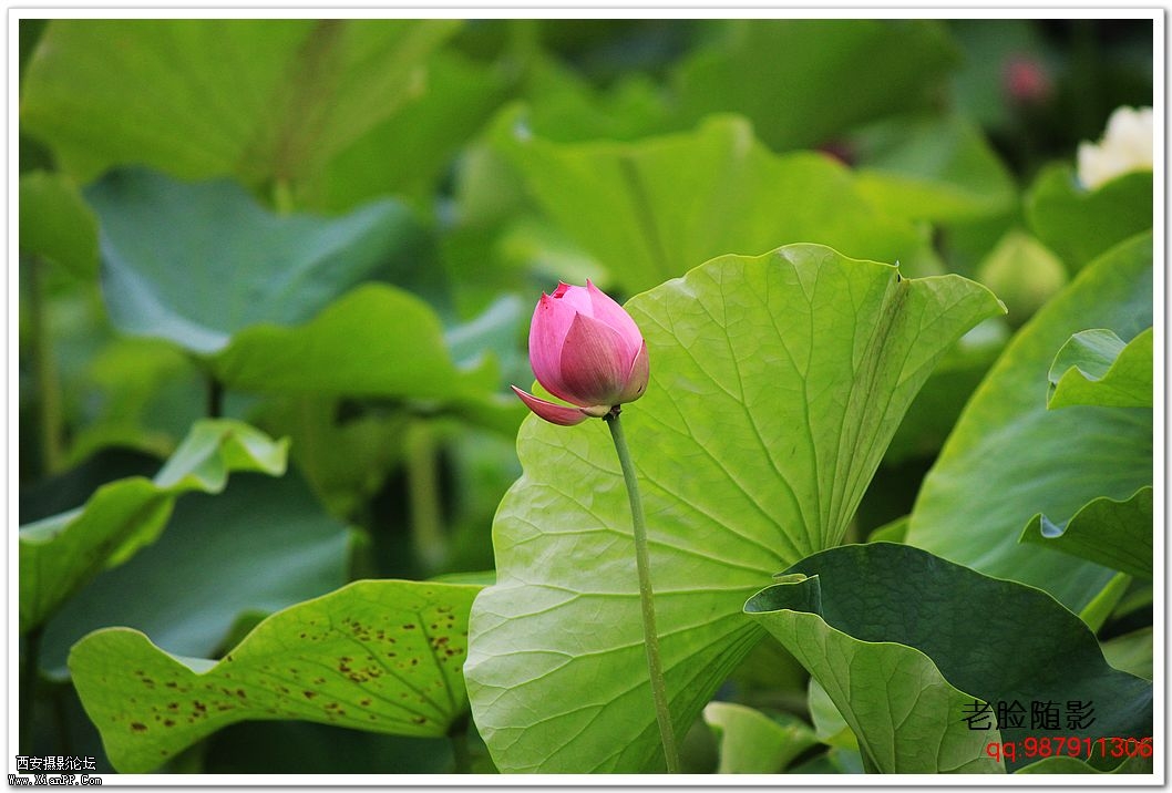 nEO_IMG_车展---车模---南湖荷花 339.jpg