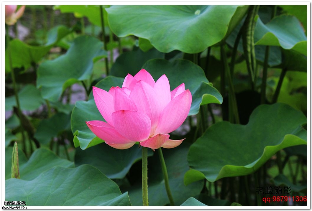 nEO_IMG_车展---车模---南湖荷花 346.jpg