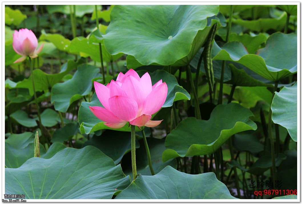nEO_IMG_车展---车模---南湖荷花 348.jpg