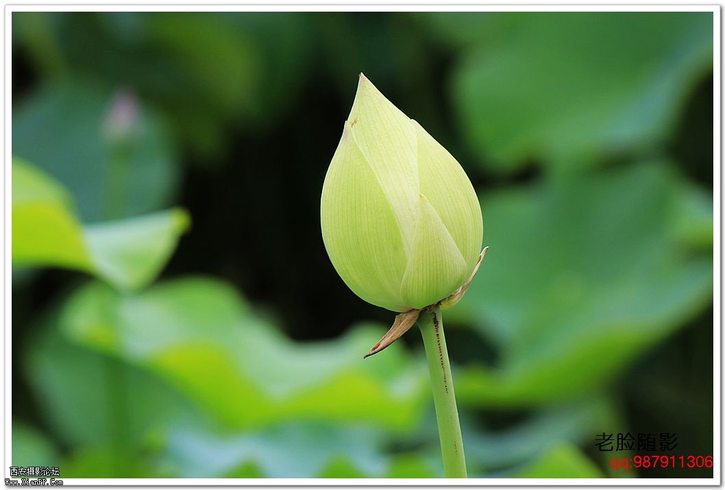 nEO_IMG_车展---车模---南湖荷花 353.jpg