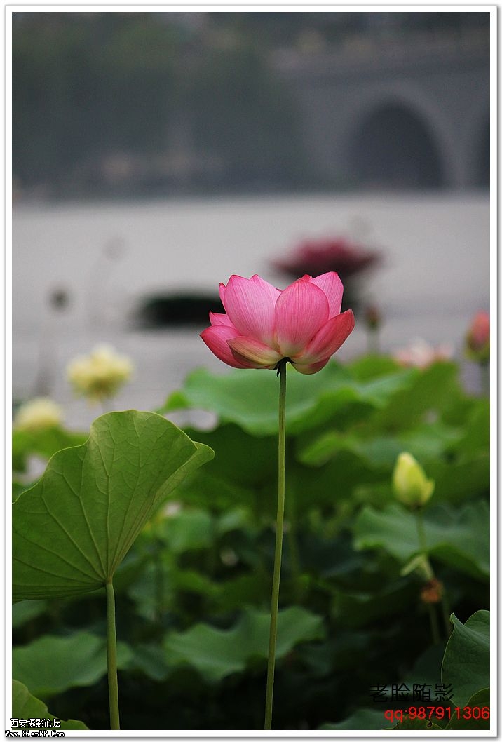 nEO_IMG_车展---车模---南湖荷花 344.jpg