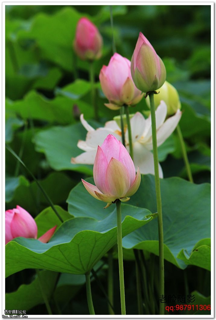 nEO_IMG_车展---车模---南湖荷花 355.jpg