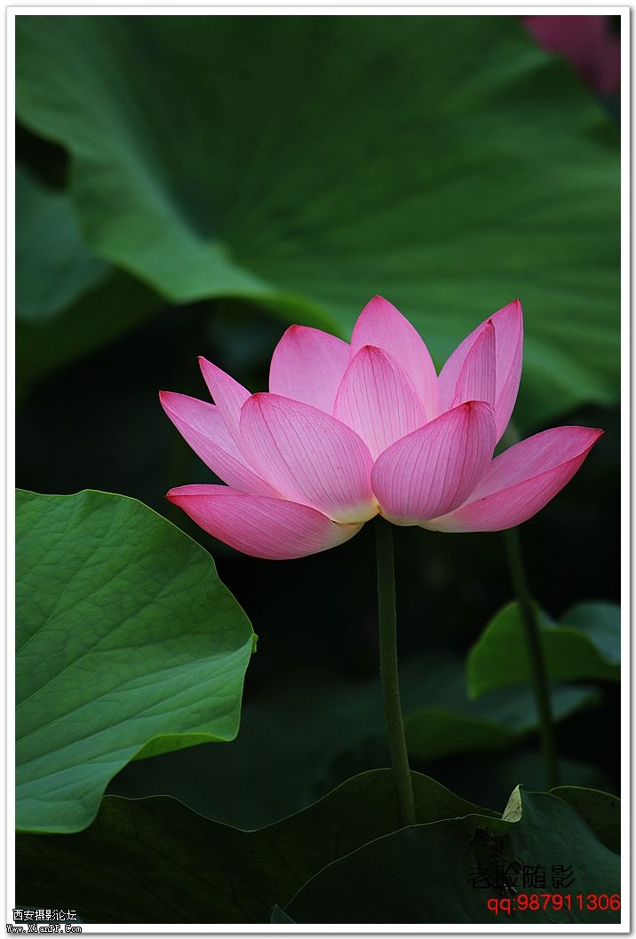 nEO_IMG_车展---车模---南湖荷花 357.jpg