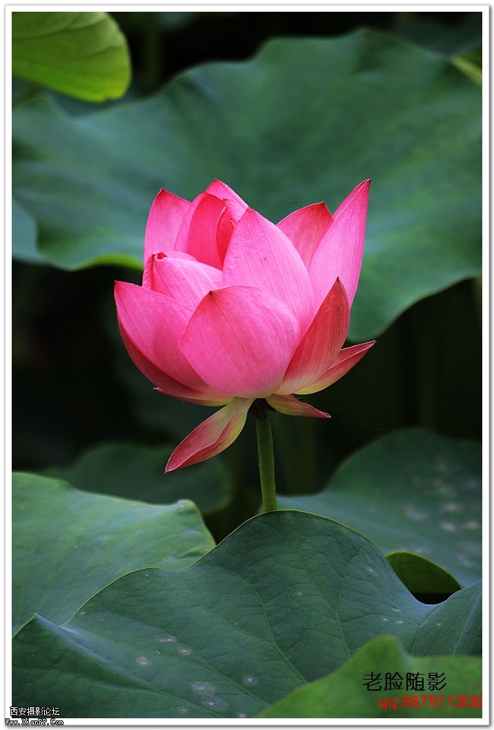 nEO_IMG_车展---车模---南湖荷花 359.jpg