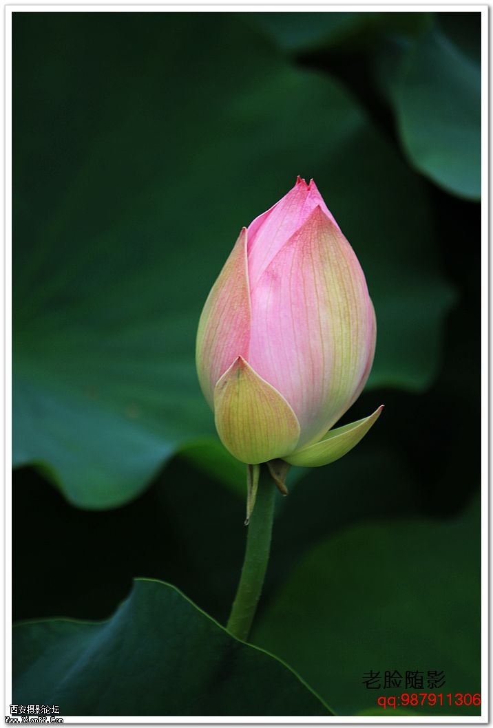 nEO_IMG_车展---车模---南湖荷花 361.jpg